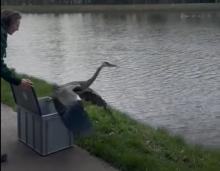 reiger wordt losgelaten