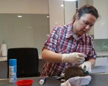 gewonde egel behandeling