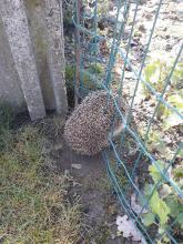 egel in omheiningsdraad