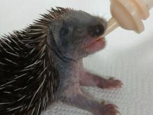 egel jong krijgt papfles