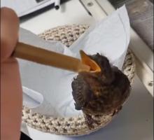 opgroeiende egel