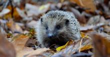 egel in bos