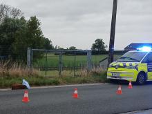 ree werd aangereden door wagen, ligt op de weg