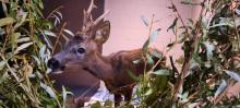 ree opgevangen en verzorgd door sos wilde dieren