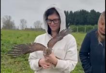 terugkeer van een valk in samenwerking met pairi daiza
