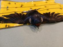 vogel kleeft aan lijmval voor vliegen