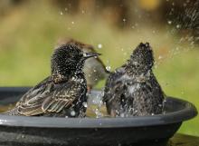 vogels in badje
