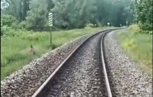 Wallabie op het spoor