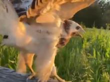 witte buizerd wordt vrijgelaten
