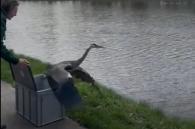 reiger wordt losgelaten