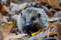 egel in bos