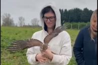 terugkeer van een valk in samenwerking met pairi daiza