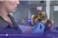 buizerd opgevangen bij pairi daiza