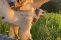 witte buizerd wordt vrijgelaten